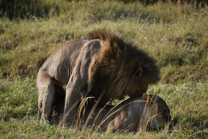 06 Days Kenya LuxuryLodge Safari - What the six-day route really offers