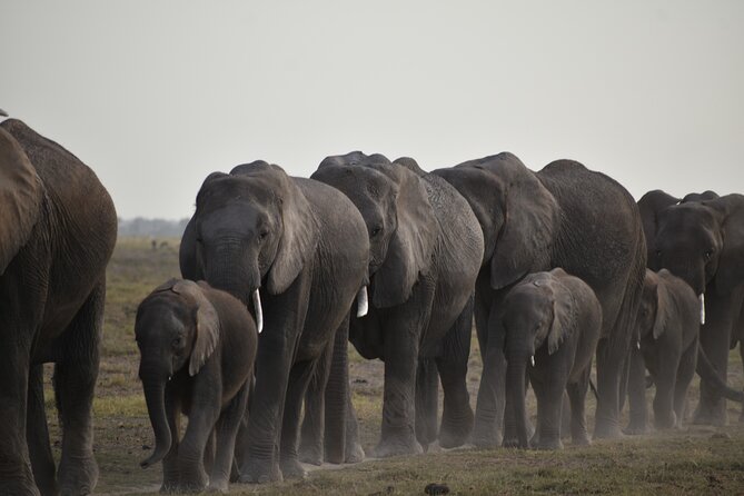 06 Days Kenya LuxuryLodge Safari - Day 4: Rhinos, flamingoes, and the road to Amboseli