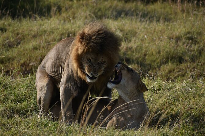 06 Days Kenya LuxuryLodge Safari - Day 6: A final Amboseli drive and return to Nairobi