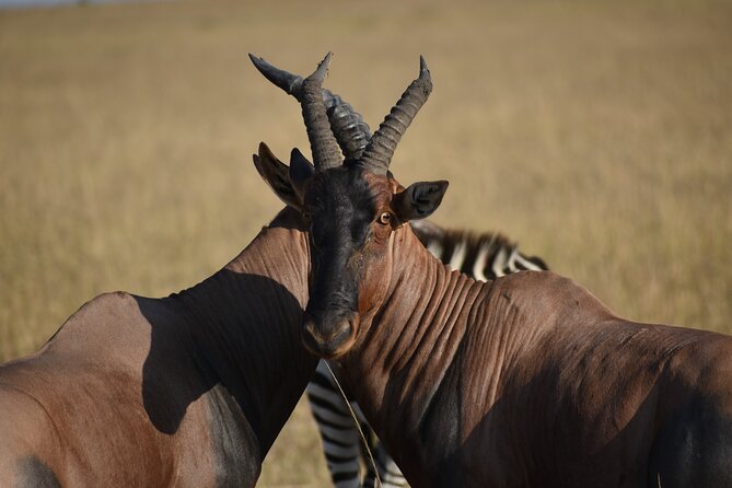 06 Days Kenya LuxuryLodge Safari - Day 2: A full day in Maasai Mara