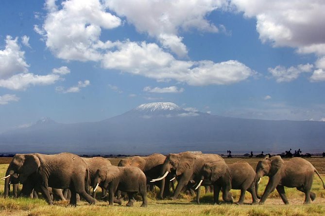 1-Day Amboseli Safari - Why Amboseli works for a one-day safari