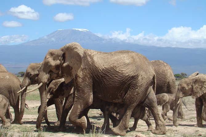 1-Day Amboseli Safari - The early pickup from Nairobi