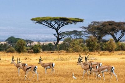 1 Day Classic Amboseli Safari