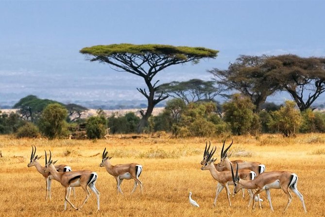 1 Day Classic Amboseli Safari - The 5:00 am departure from Nairobi