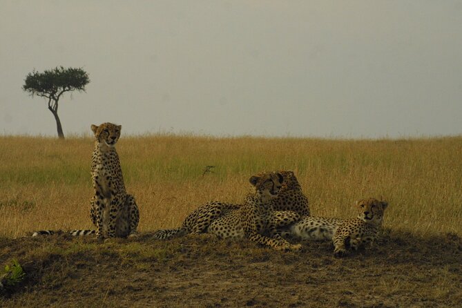 1-Day Maasai Mara Safari - Why this one-day safari is a hard but useful option