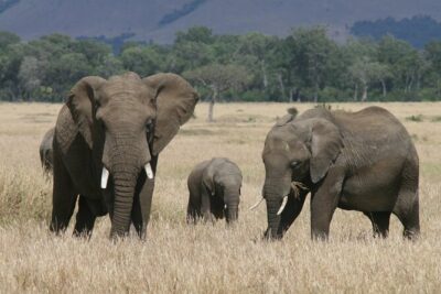 1-Day Maasai Mara Safari