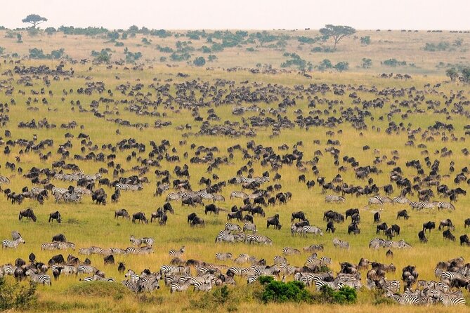 1-Day Maasai Mara Safari - A picnic beside the Mara River