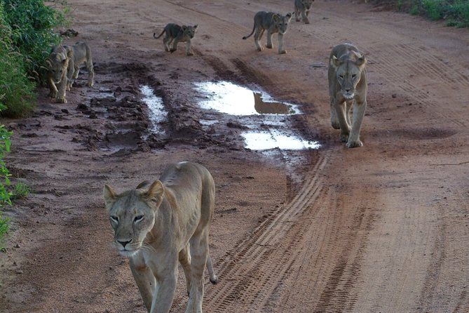 1 Day Red Elephant Safari starting from Diani beach. - Why Tsavo East is worth the long road from Diani