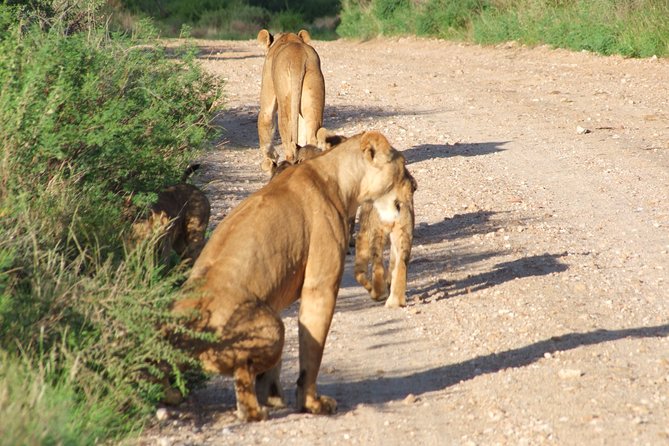 1 Day Red Elephant Safari starting from Diani beach. - The 5:00 am start sets the rhythm