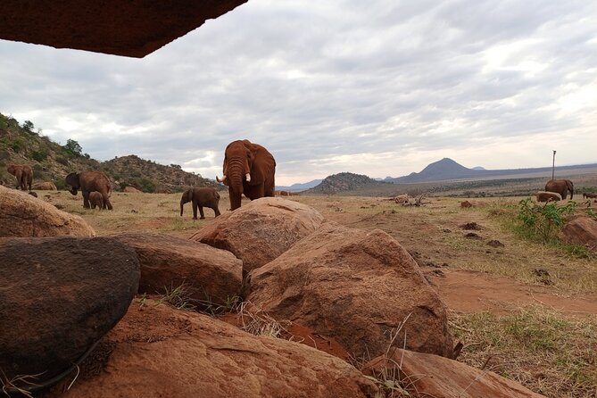 1 Day Red Elephant Safari starting from Diani beach. - Is $511 a fair price?