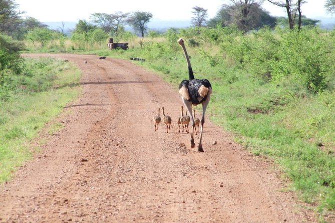 1 Day Red Elephant Safari starting from Diani beach. - What to expect from the guide