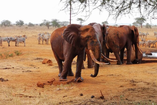 1 Day Red Elephant Safari starting from Diani beach. - The morning game drive: your best chance to build the list