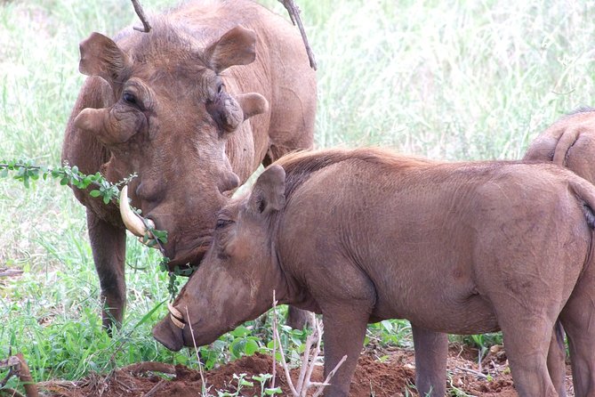 1 Day Shimba Hills starting from Diani Beach. - Why Shimba Hills makes a good change from Diani Beach