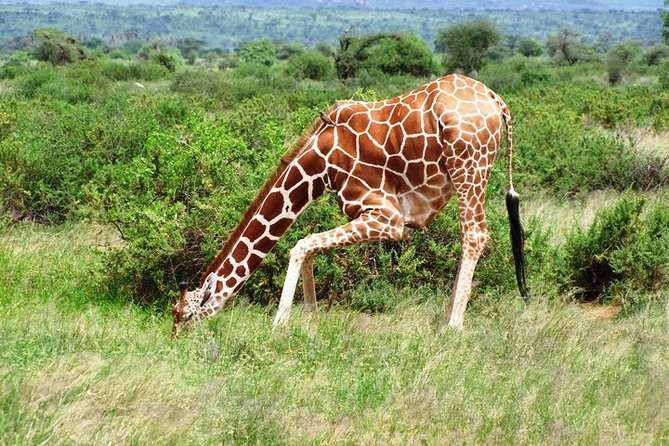 1 Day Shimba Hills starting from Diani Beach. - Who should book this Shimba Hills day