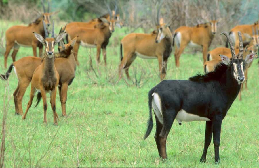 1 day Shimba Hills Tour - The first game drive and Marere Dam