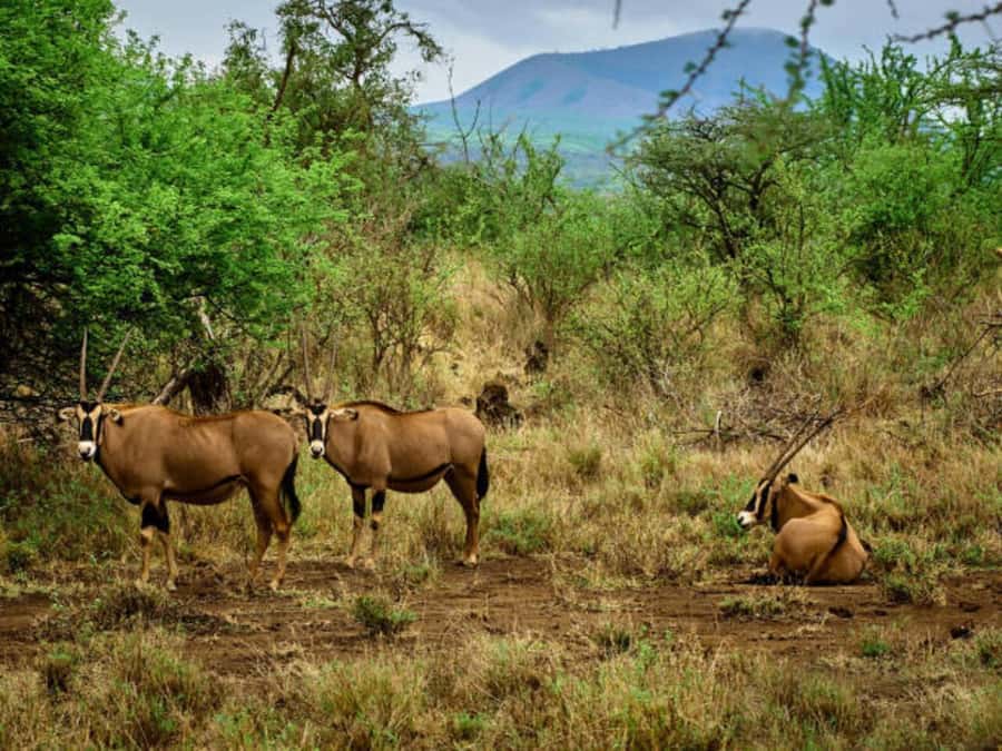 1 day Shimba Hills Tour - Lunch at Shimba Lodge