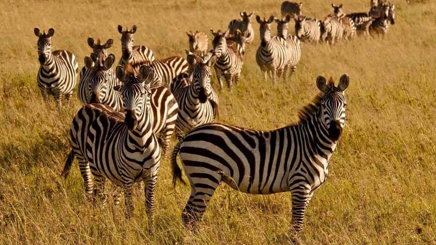 1 day Shimba Hills Tour - Practical tips for a better day