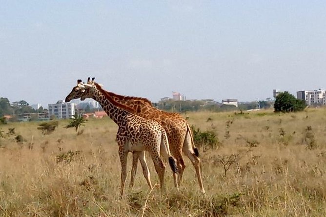 1 Day Tour Nairobi National Park,Giraffe Center&Karen Blixen - Why this Nairobi day tour works