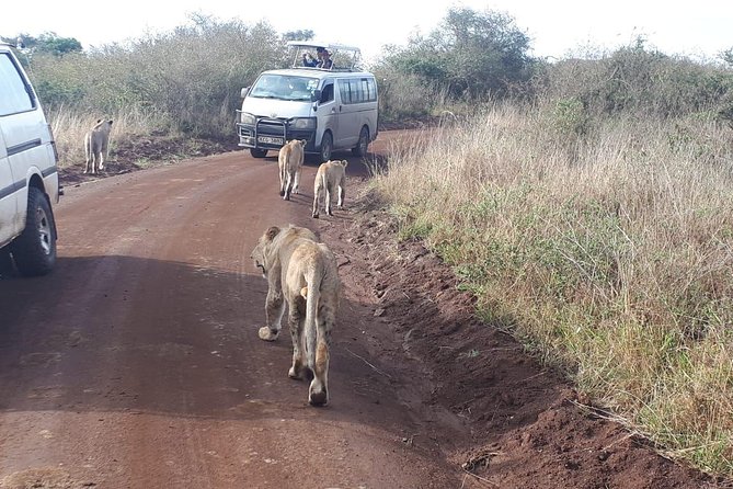 1 Day Tour Nairobi National Park,Giraffe Center&Karen Blixen - The Sheldrick Wildlife Trust option