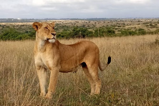 1 Day Tour Nairobi National Park,Giraffe Center&Karen Blixen - Meeting giraffes at the Giraffe Centre