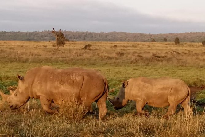 1 Day Tour Nairobi National Park,Giraffe Center&Karen Blixen - Karen Blixen Museum and the Out of Africa connection