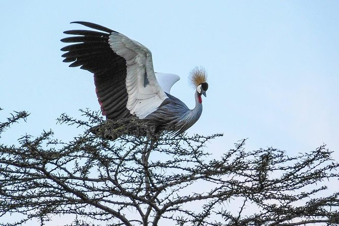 1 Day Tour Nairobi National Park,Giraffe Center&Karen Blixen - The early start, vehicle, and group size