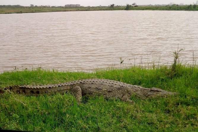 1 Day Tour Nairobi National Park,Giraffe Center&Karen Blixen - Who should book this experience