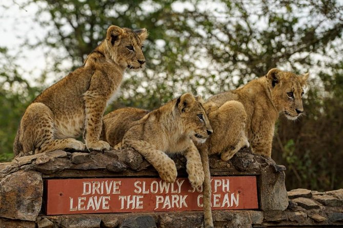 1 Day Tour Nairobi National Park,Giraffe Center&Karen Blixen - Nairobi National Park beside the skyline