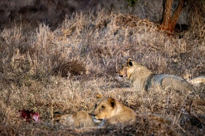 1 Day Tsavo East Safari Discovery of Kenya's Wildlife - The 4:30 am departure and the road to the park