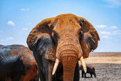 1 Day Tsavo East Safari Discovery of Kenya’s Wildlife