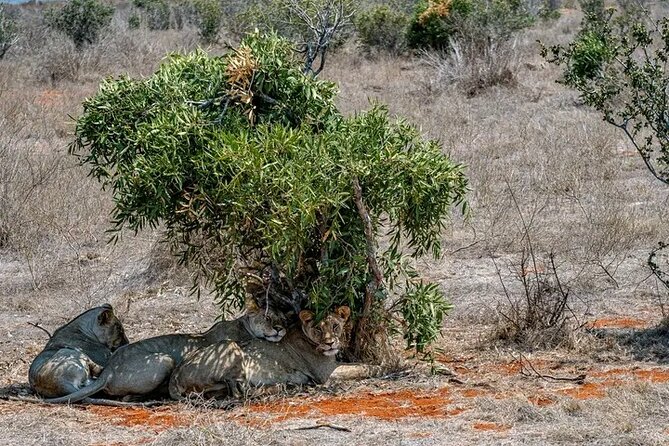 1 Day Tsavo East Safari Discovery of Kenya's Wildlife - What the $450 price means