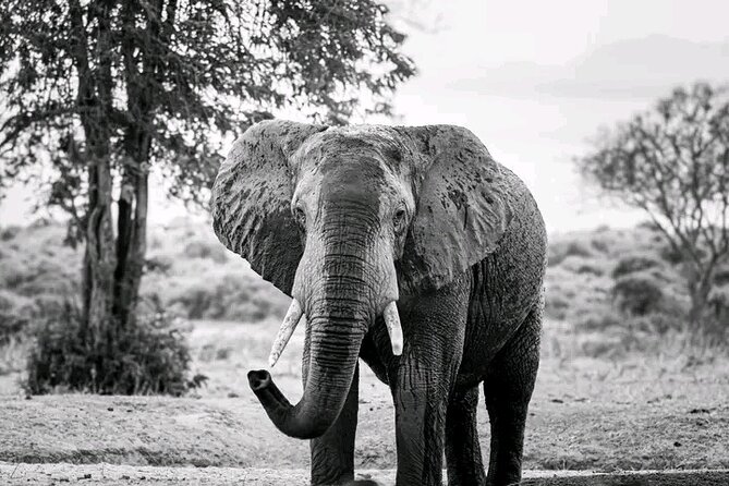 1 Day Tsavo East Safari Discovery of Kenya's Wildlife - Who should book this safari
