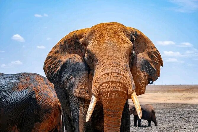 1 Day Tsavo East Safari Discovery of Kenya's Wildlife - Entering Tsavo through Bachuma Gate