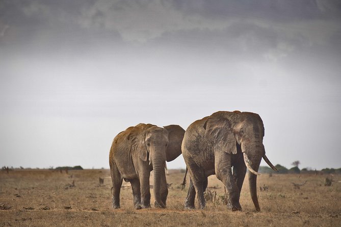 1-Day Tsavo East Safari From Mombasa - Why Tsavo East works as a one-day safari