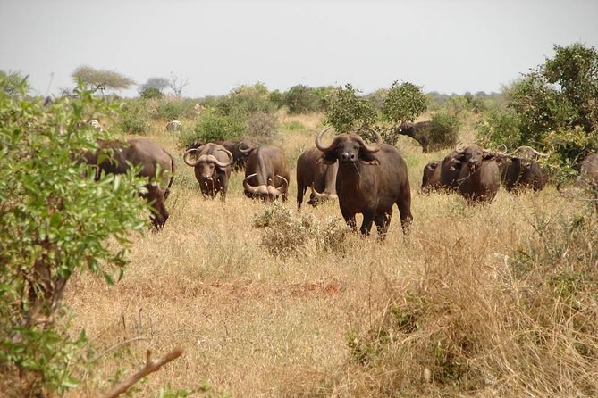 1-Day Tsavo East Safari From Mombasa - What the $423 price really buys you