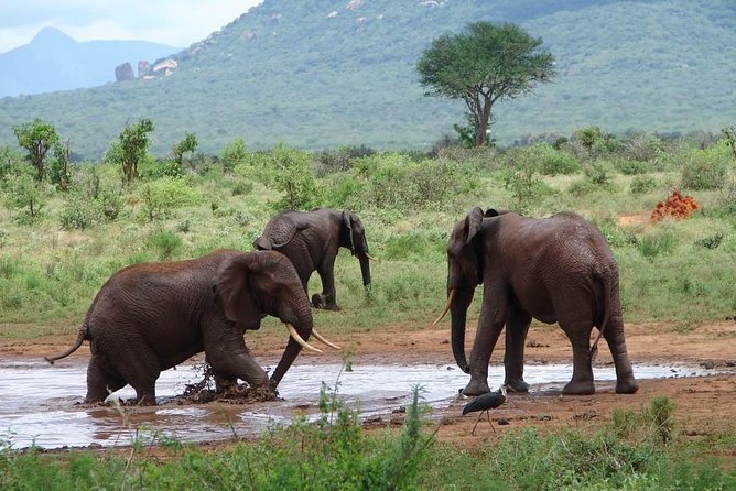 1-Day Tsavo East Safari From Mombasa - Entering Tsavo East National Park