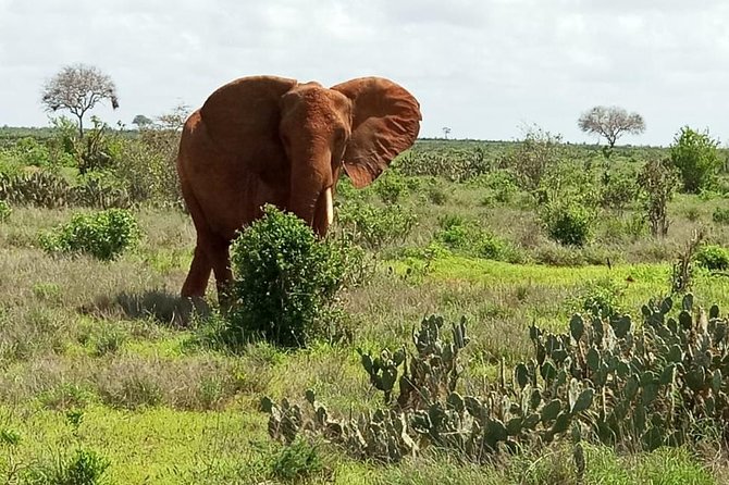 1 Day Tsavo East Safari ( Minimum 2 Pax) - The 5:00 a.m. departure from Diani