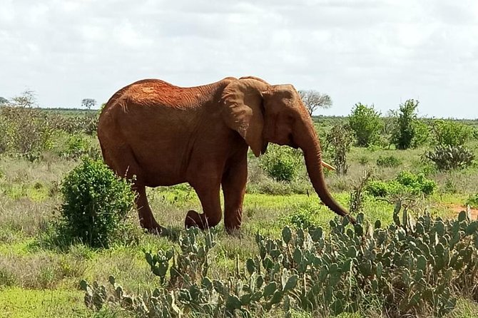 1 Day Tsavo East Safari ( Minimum 2 Pax) - Lunch overlooking the Tsavo plains