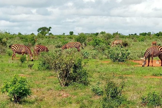1 Day Tsavo East Safari ( Minimum 2 Pax) - The second game drive and exit from the park