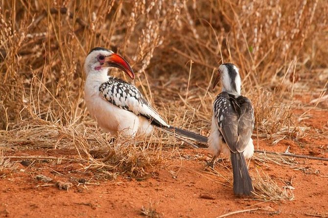 1 Day Tsavo East Safari ( Minimum 2 Pax) - What $250 buys you