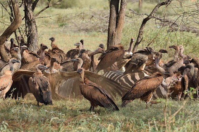 1 Day Tsavo East Safari ( Minimum 2 Pax) - Who should book this Tsavo day trip