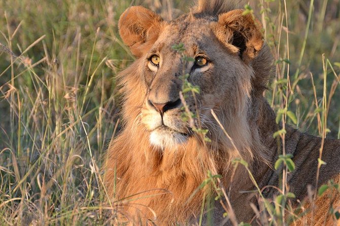 1 Day Tsavo East Safari ( Minimum 2 Pax) - Booking, weather, and cancellation points