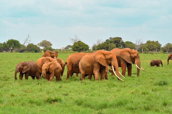 10-Day Private Tour in Big Five Safari and Beaches - Days 7 to 10: From safari pace to Diani Beach