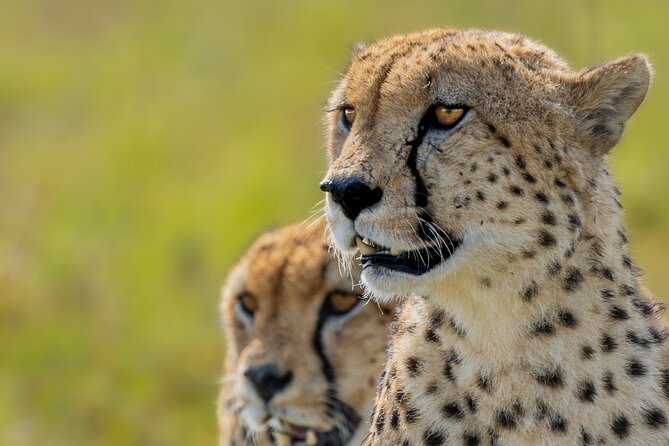 10-Day Private Tour in Big Five Safari and Beaches - Days 2 and 3: Long game drives in Maasai Mara