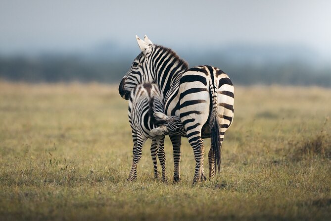 10 -Days Best of Kenya and Tanzania Classic Safari - Day 3: Lake Nakuru’s rhinos and birdlife