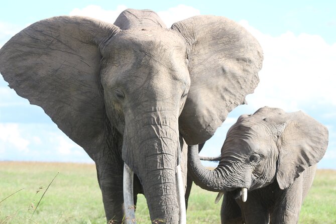 10 -Days Best of Kenya and Tanzania Classic Safari - Days 7 and 8: Two looks at the Serengeti
