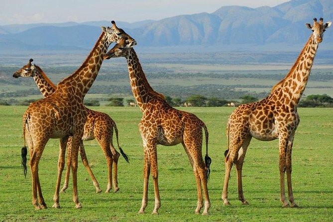 10-Days Explore Kenya Wildlife Private Safari - Day 3: Thomson Falls and Lake Nakuru
