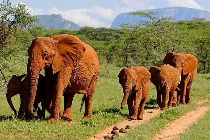 10-Days Kenya Wildlife Private Safari and Mombasa Diani Beach Holidays - Guide service and the private-tour advantage