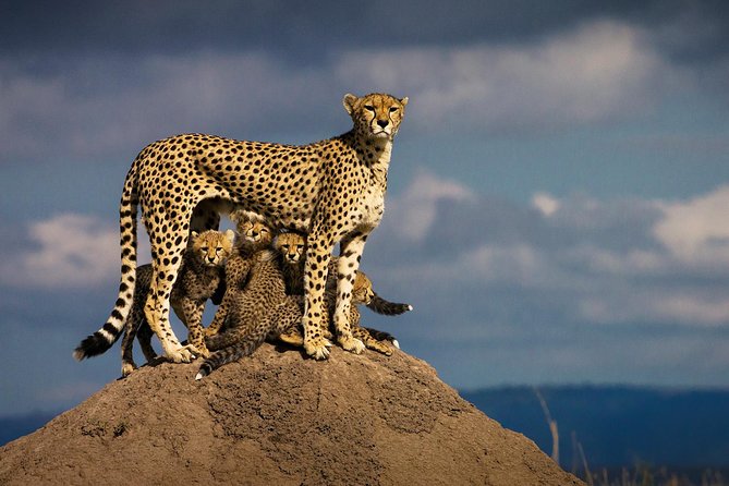 10-Days Kenya Wildlife Private Safari and Mombasa Diani Beach Holidays - Timing, children, and cancellation details
