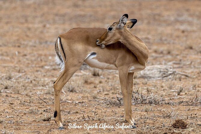 11-Day Serengeti, Maasai Mara, Tarangire, Amboseli Park - Key points at a glance